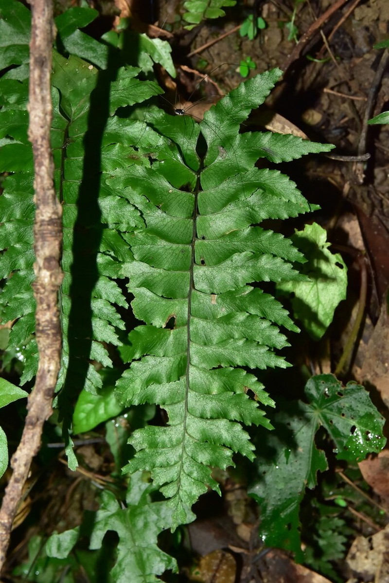 Pamoho photo 6