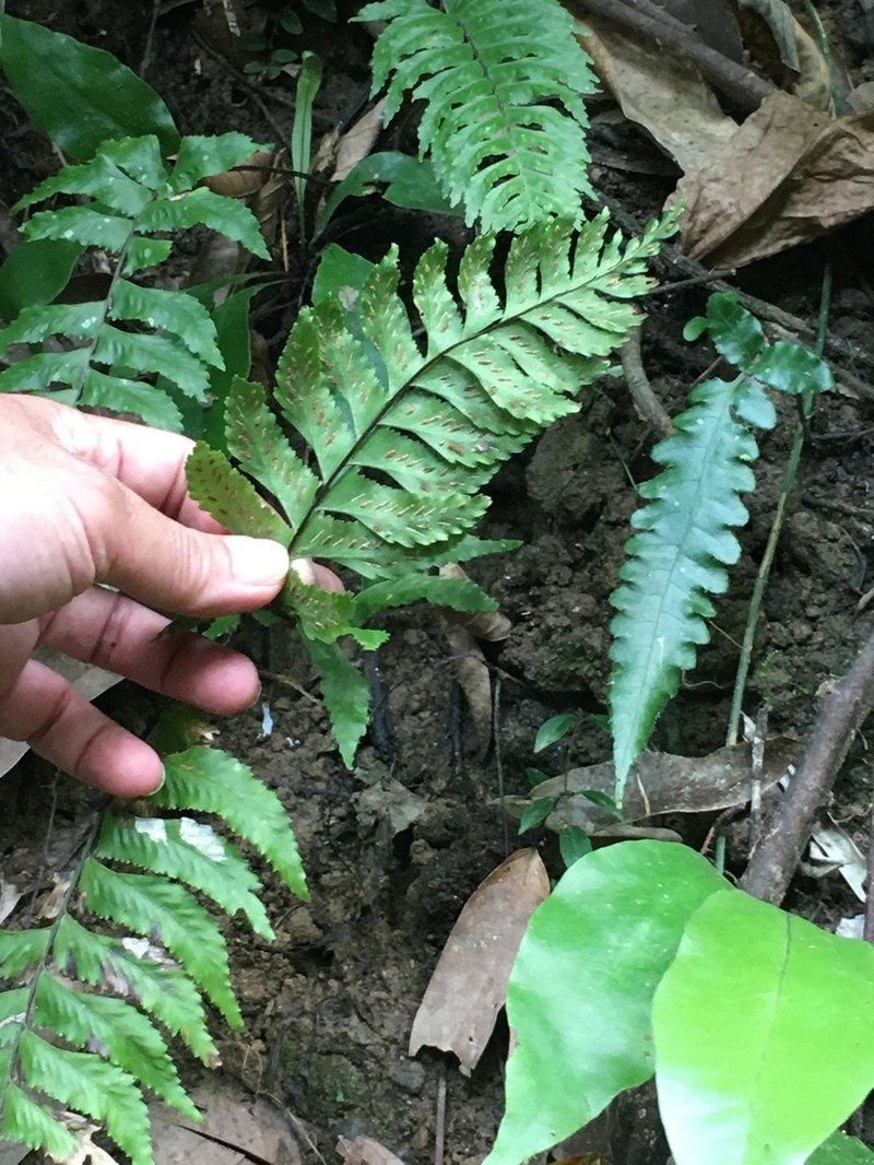 Pamoho photo 7