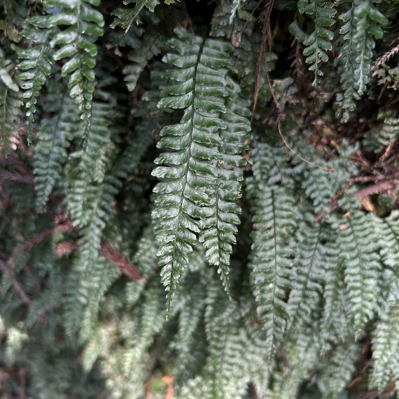 Hymenasplenium filipes