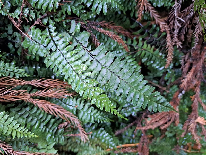 Hymenasplenium filipes photo 2