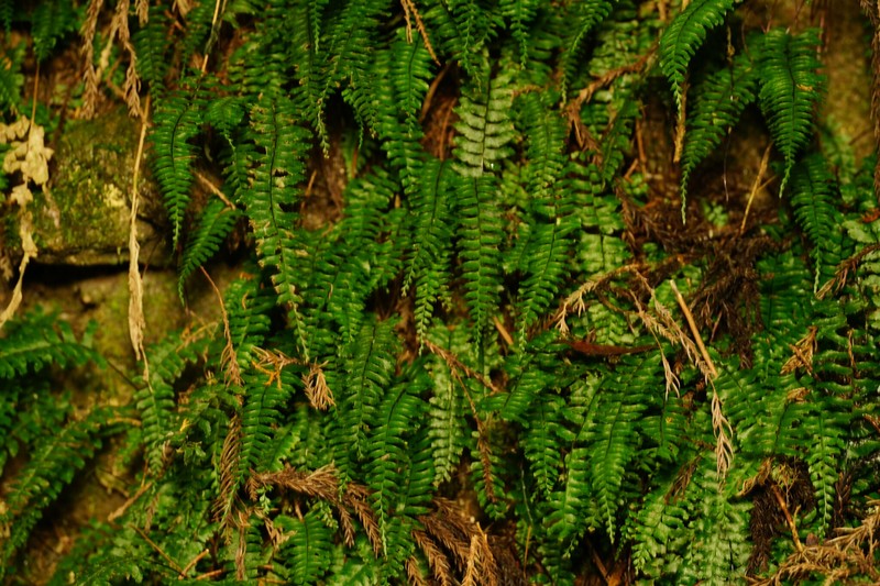 Hymenasplenium filipes photo 3