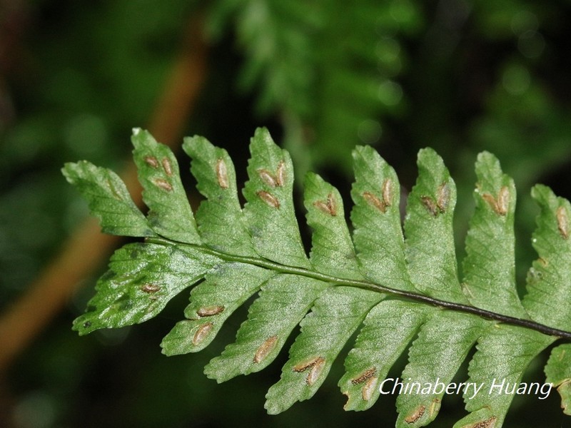Hymenasplenium filipes photo 4