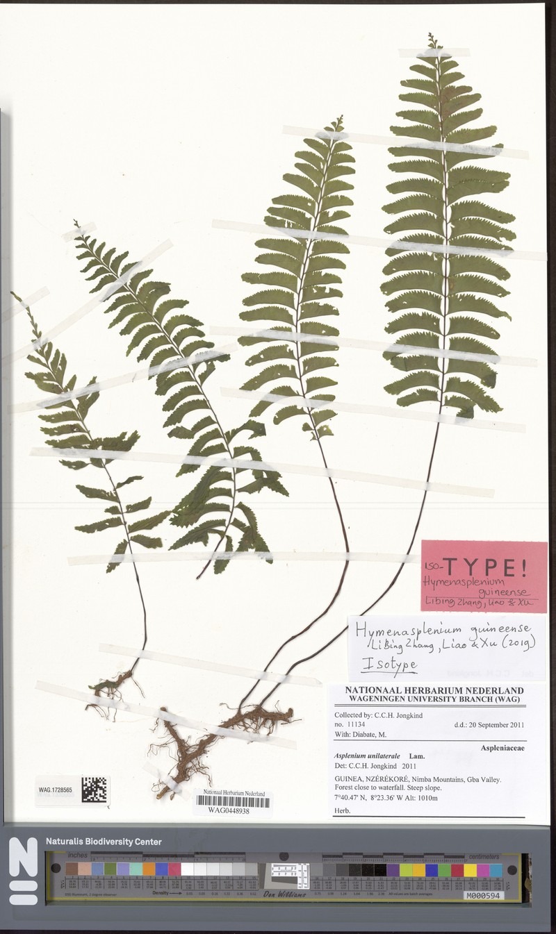 Hymenasplenium guineense