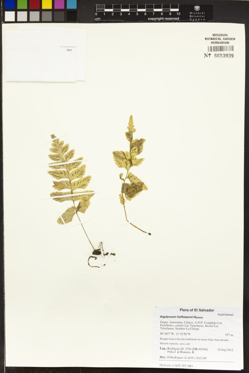 Hymenasplenium hoffmannii