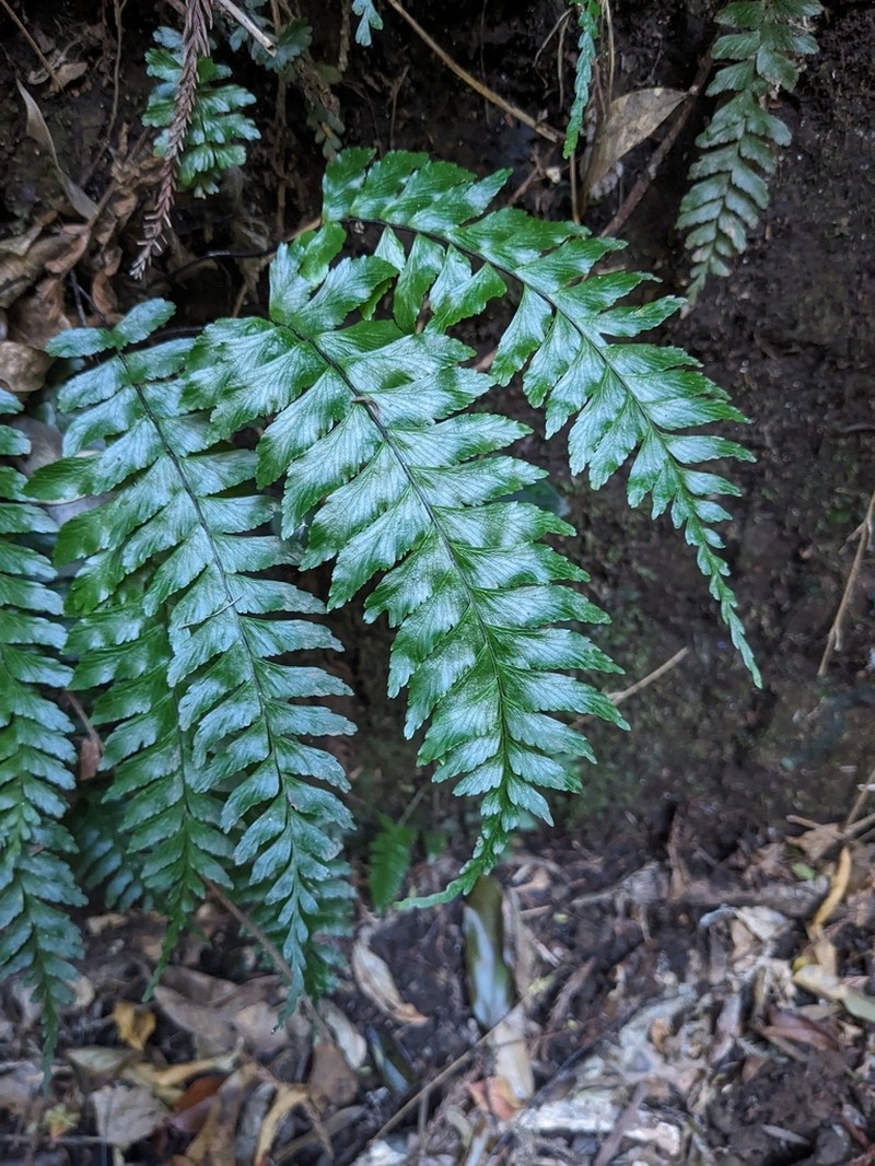 Hymenasplenium hondoense