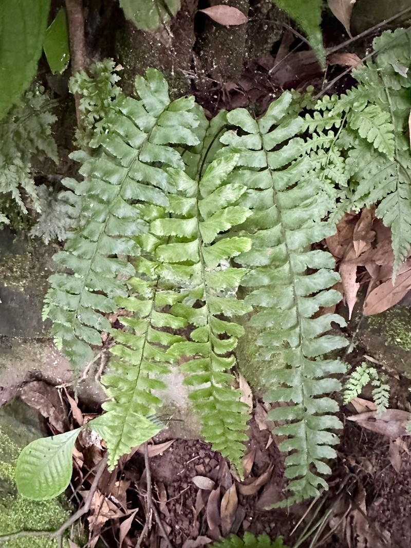Hymenasplenium hondoense photo 2