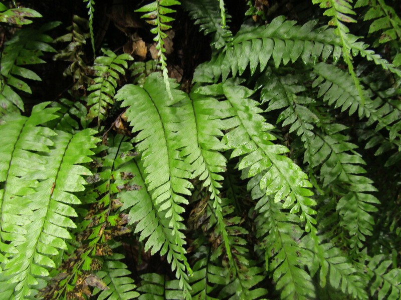 Hymenasplenium hondoense photo 3