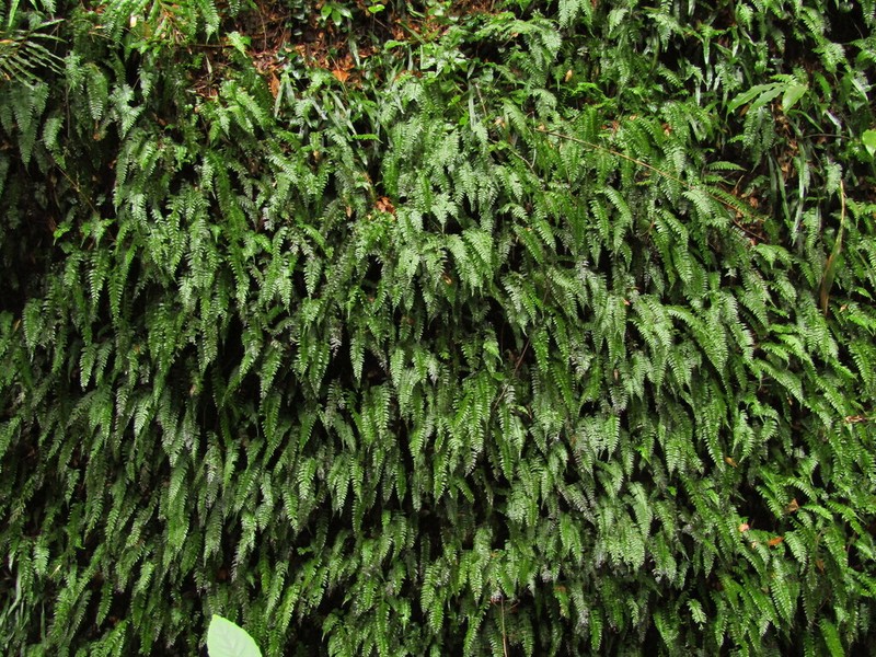Hymenasplenium hondoense photo 4