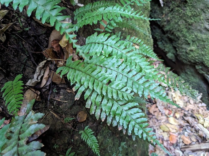 Hymenasplenium hondoense photo 5