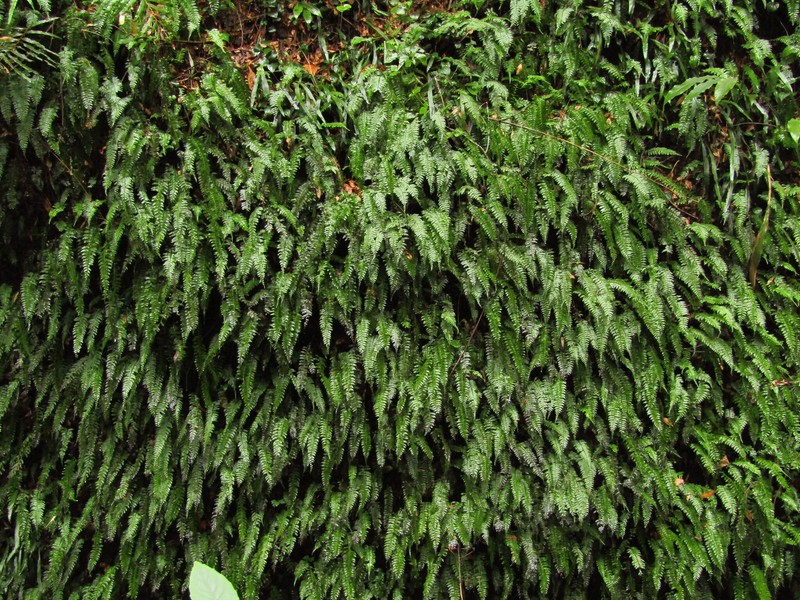Hymenasplenium hondoense photo 7