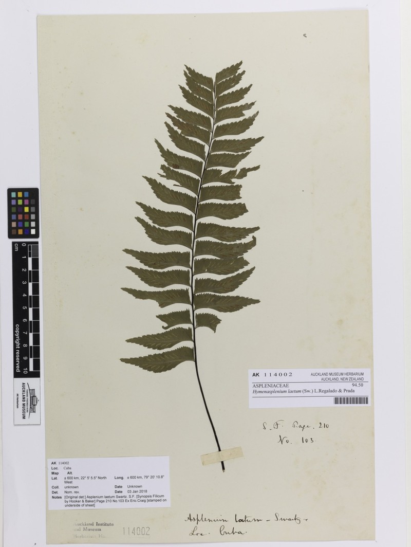 Brownstem Spleenwort