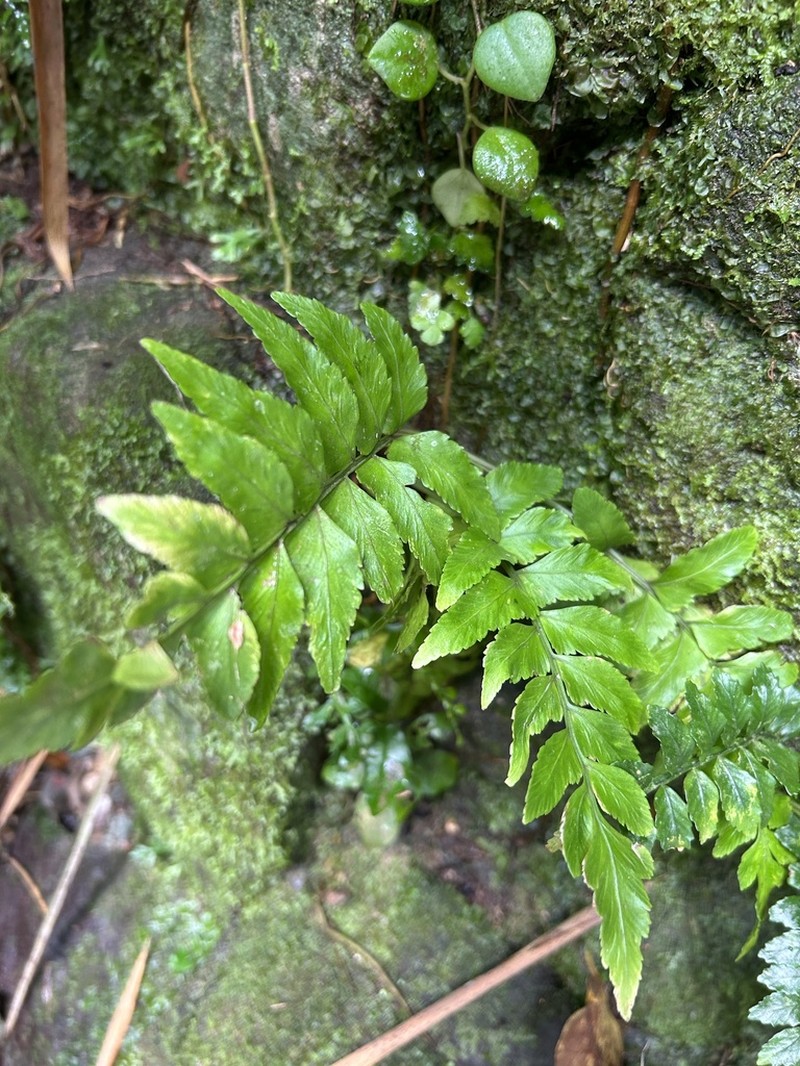 Brownstem Spleenwort
