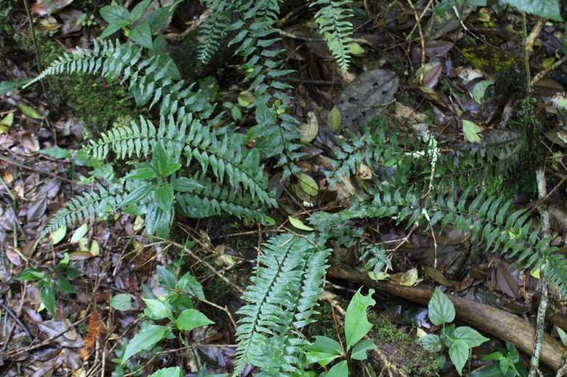 Brownstem Spleenwort photo 2