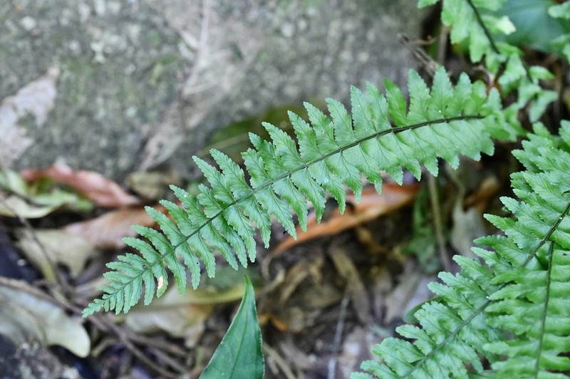 Brownstem Spleenwort photo 3