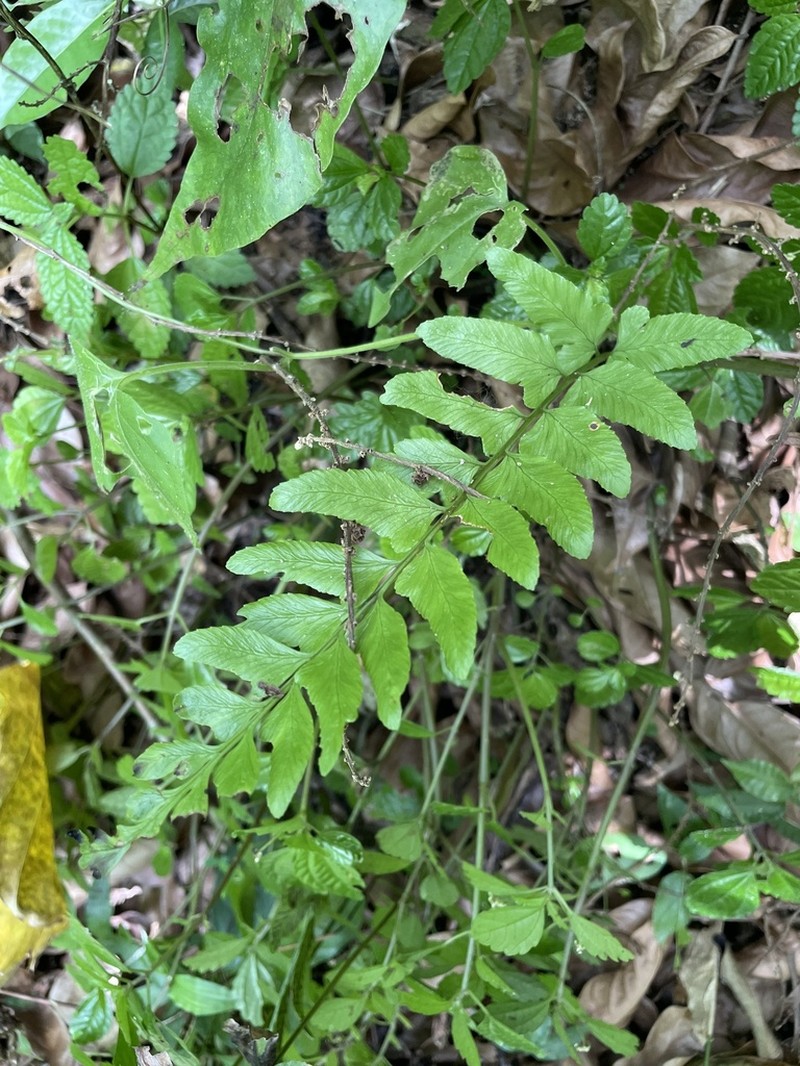 Brownstem Spleenwort photo 4