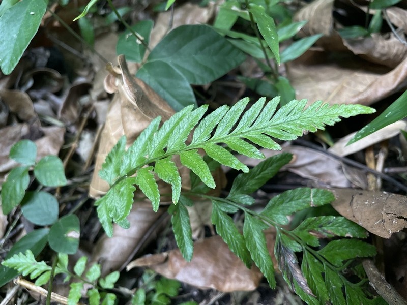 Brownstem Spleenwort photo 5