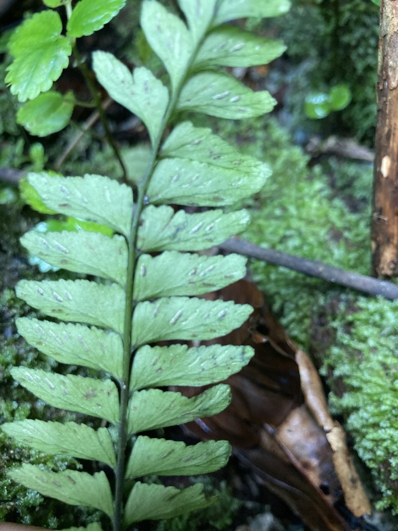 Brownstem Spleenwort photo 6