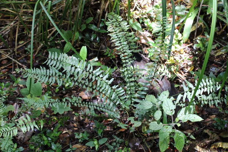 Brownstem Spleenwort photo 7