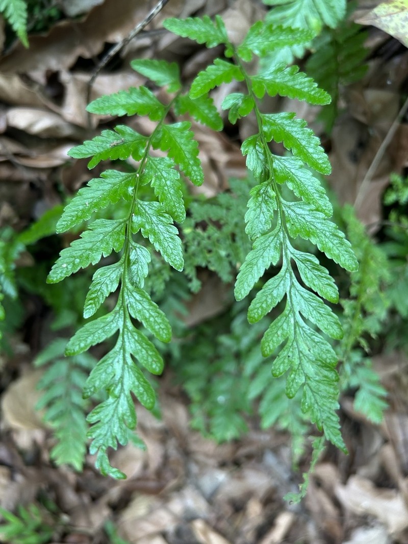 Brownstem Spleenwort photo 8