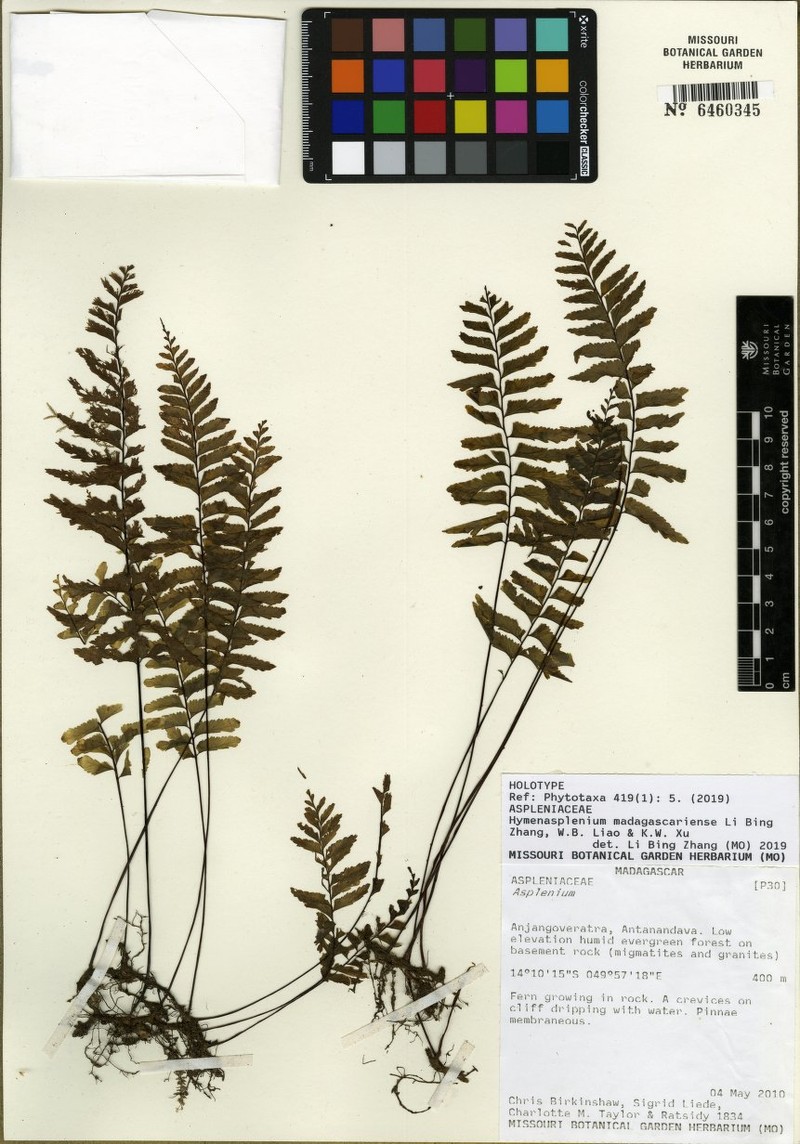 Hymenasplenium madagascariense