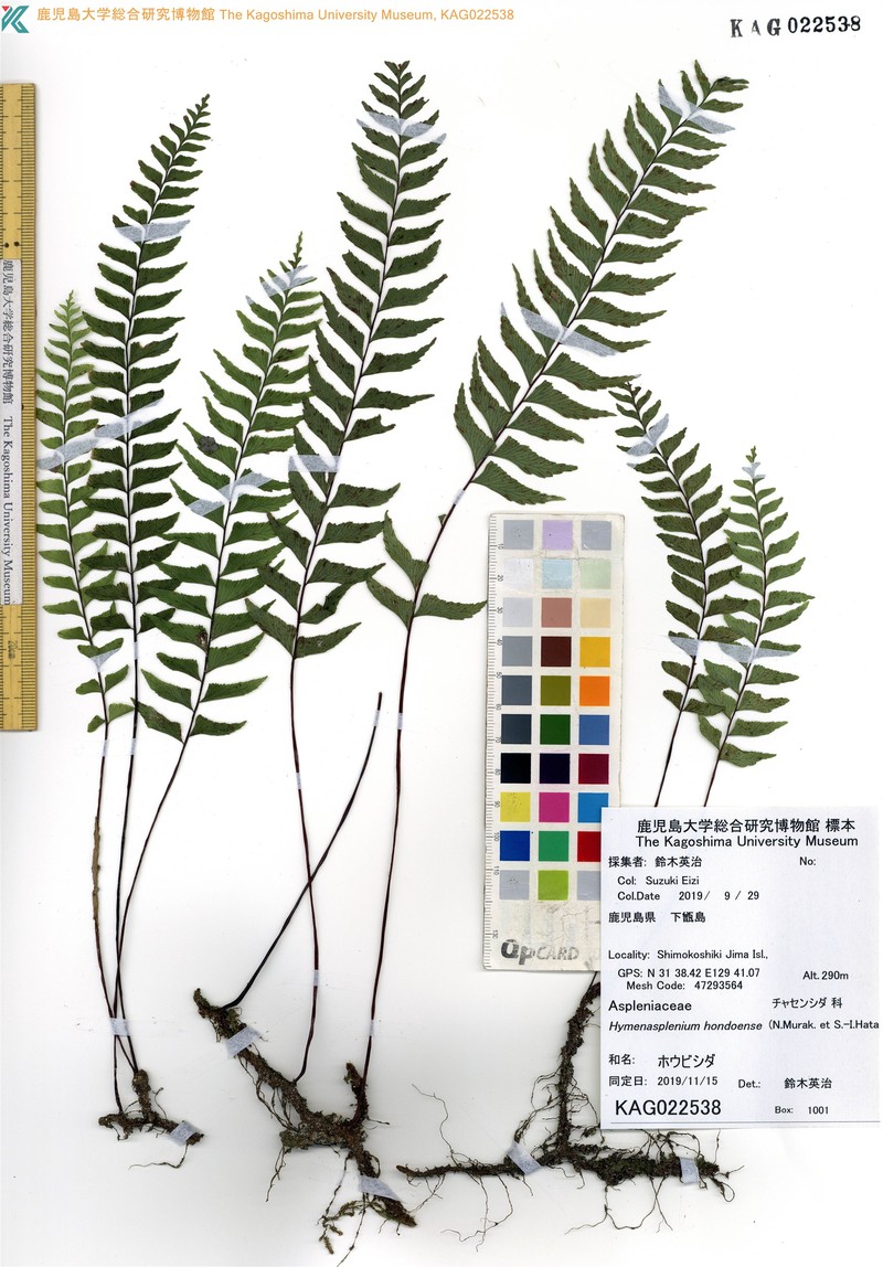 Hymenasplenium murakami-hatanakae