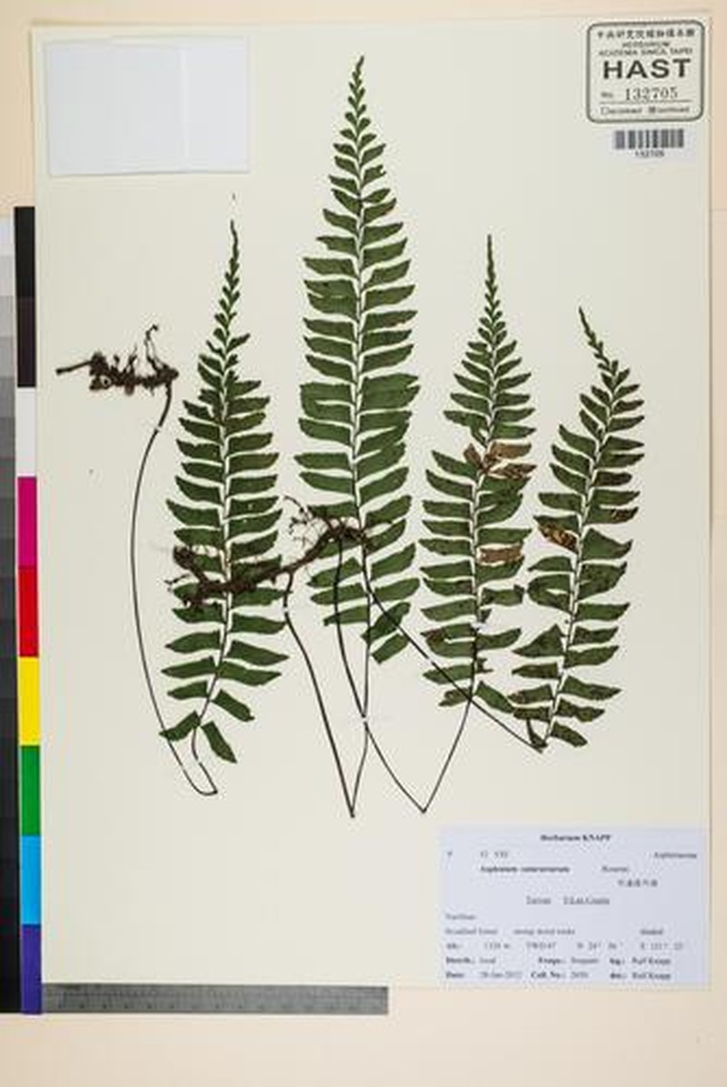Hymenasplenium murakami-hatanakae photo 2