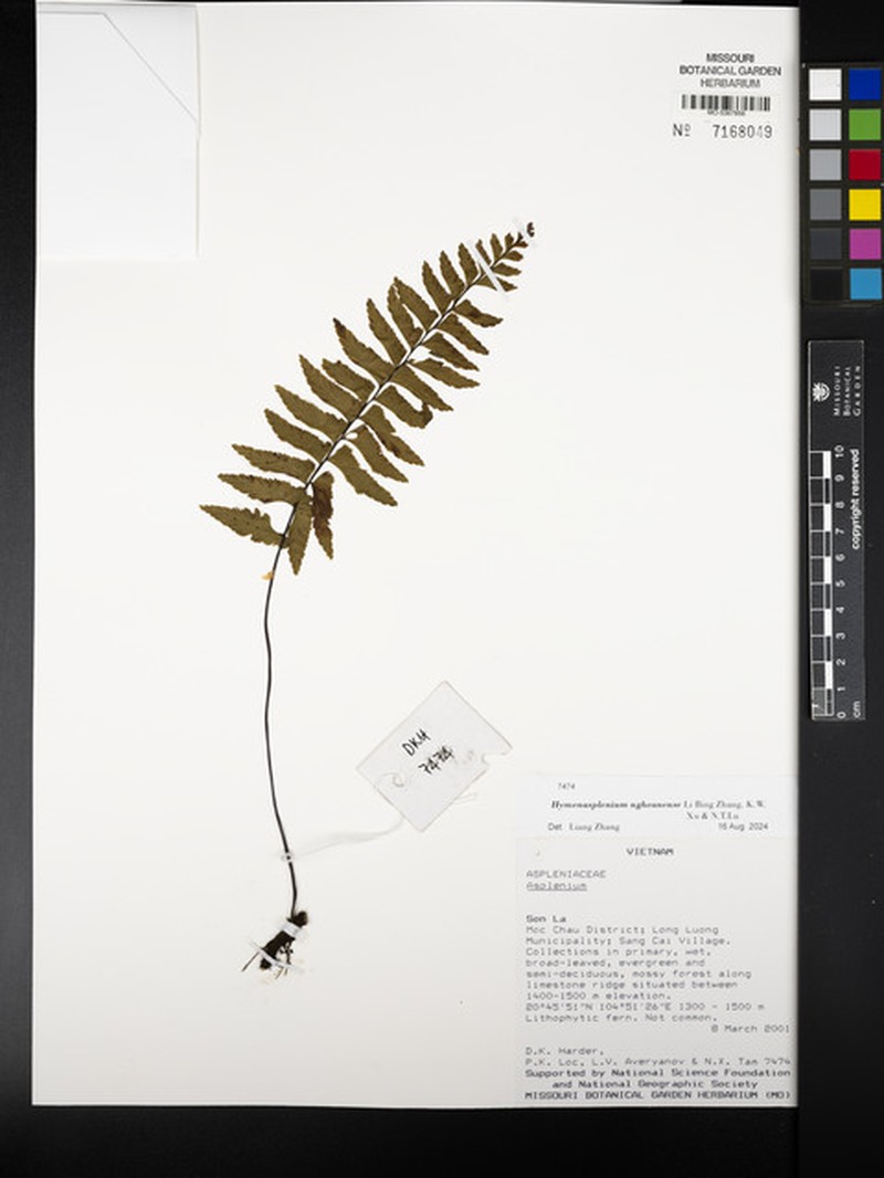 Hymenasplenium ngheanense