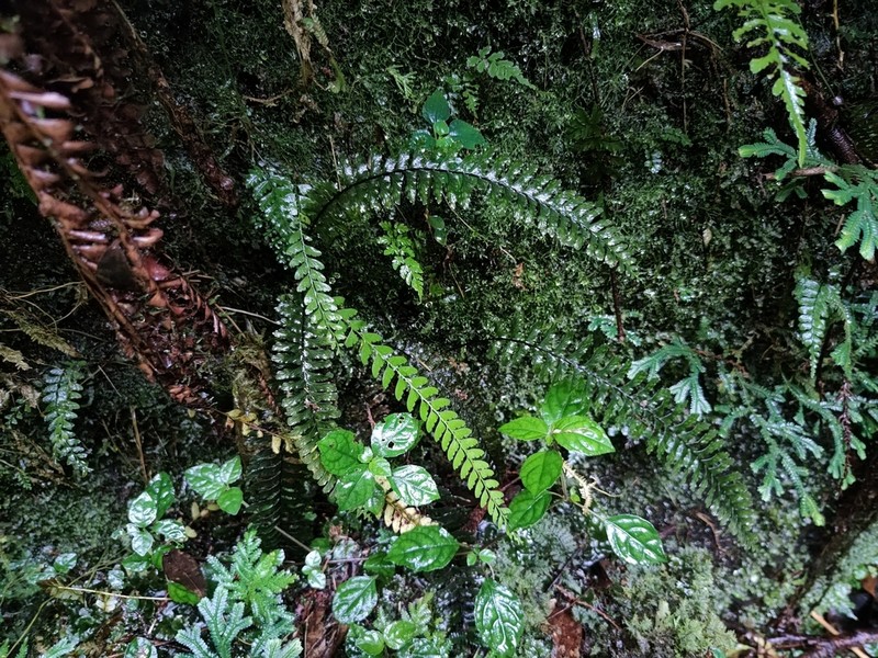 Hymenasplenium obliquissimum