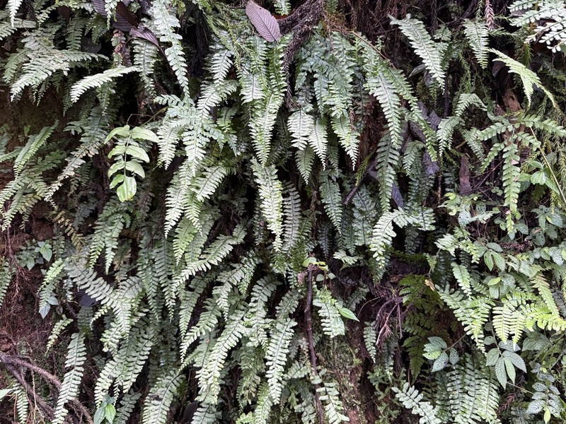 Hymenasplenium obliquissimum photo 2