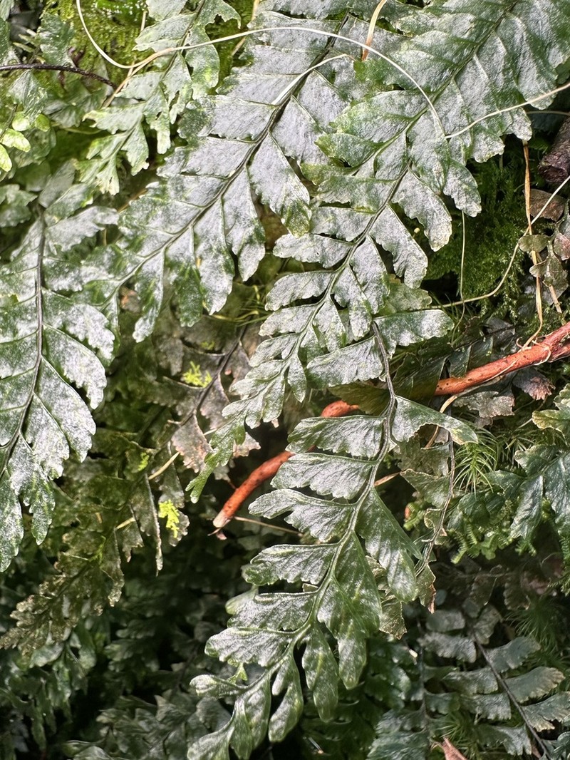Hymenasplenium obliquissimum photo 3