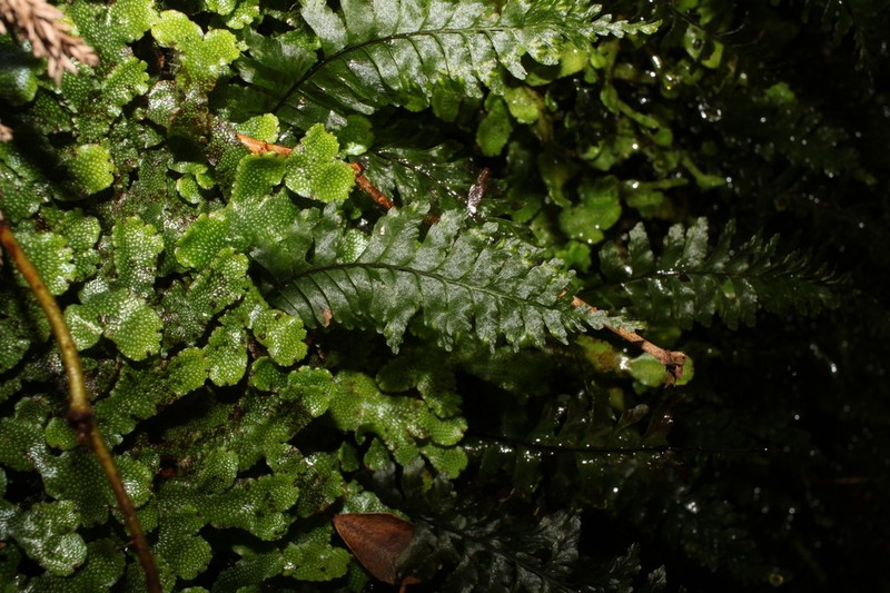 Hymenasplenium obliquissimum photo 4