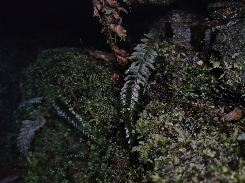 Hymenasplenium obliquissimum photo 5