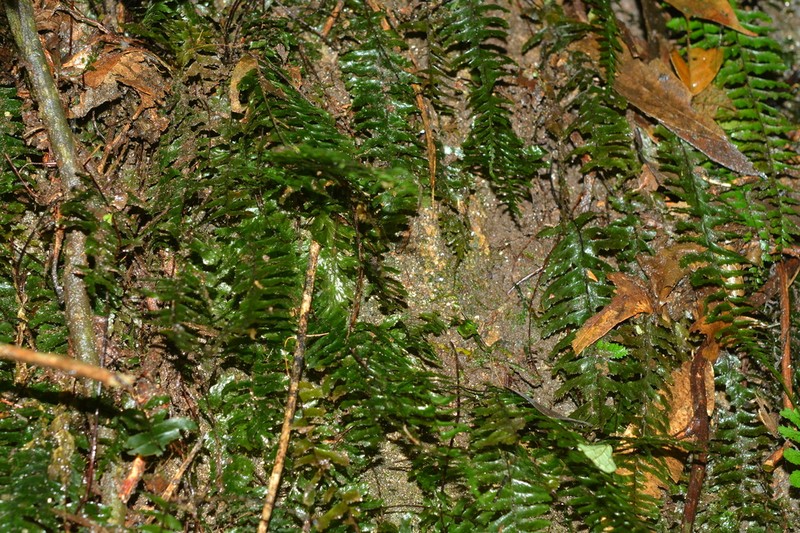 Hymenasplenium obliquissimum photo 6
