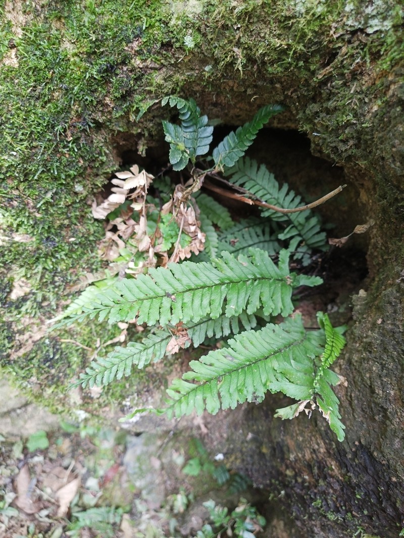 Hymenasplenium obliquissimum photo 7