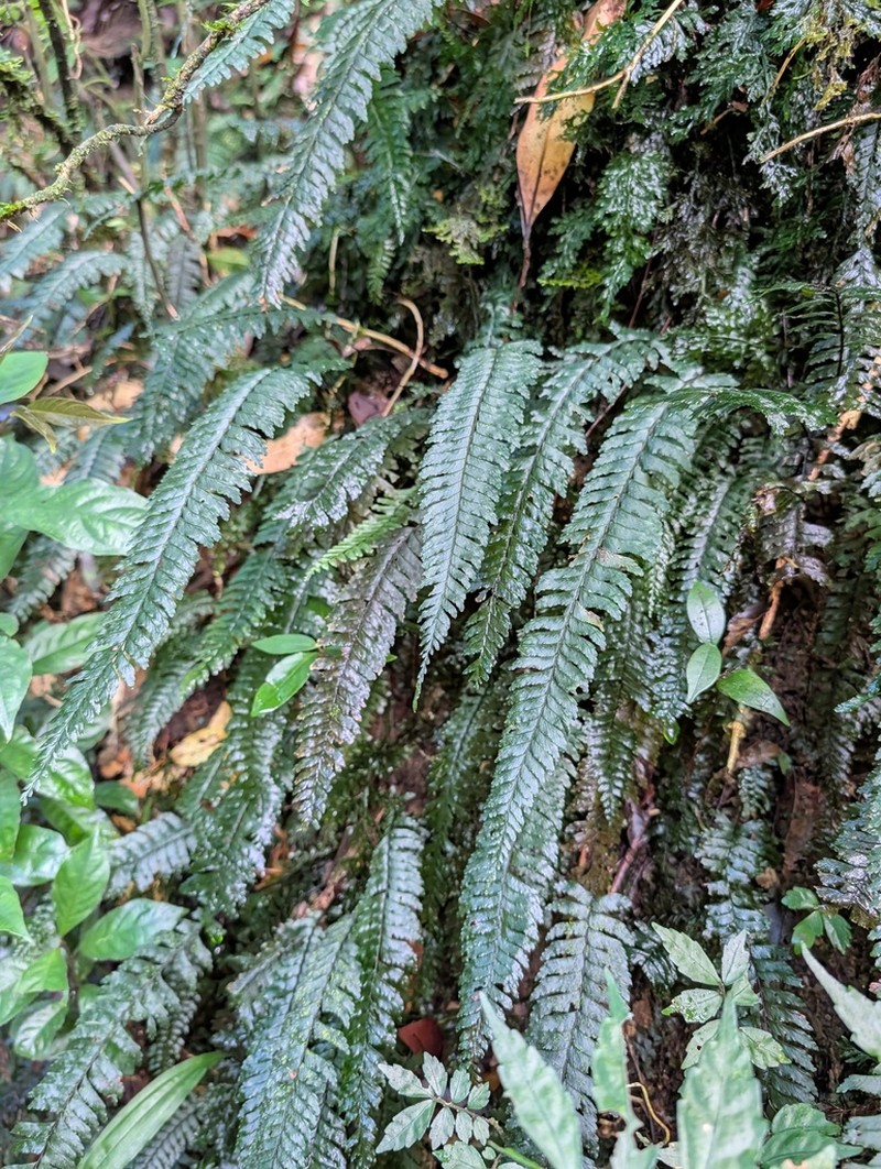 Hymenasplenium obliquissimum photo 8