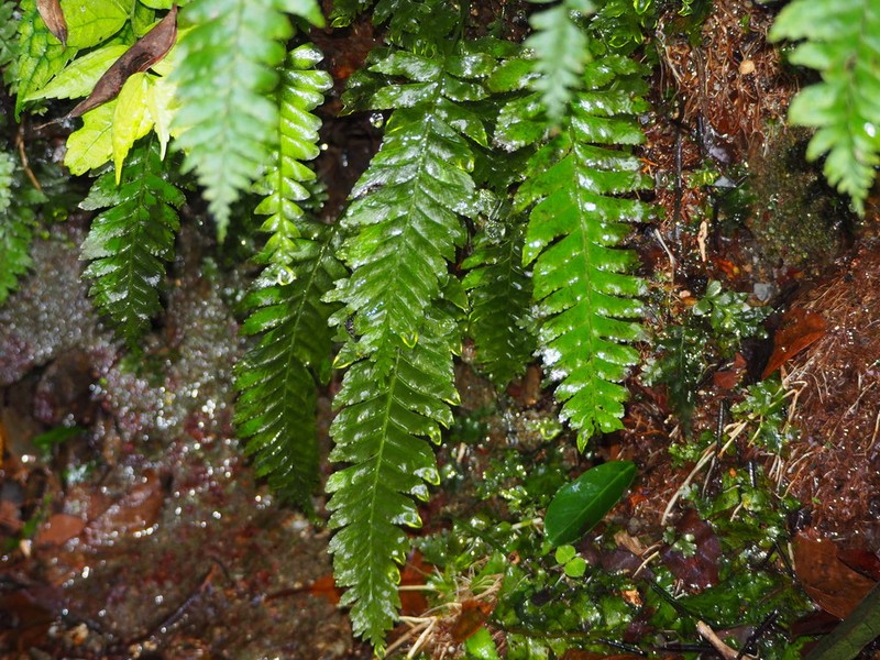 Hymenasplenium obscurum