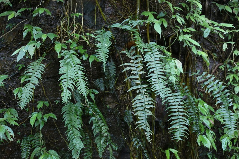Hymenasplenium obscurum photo 2