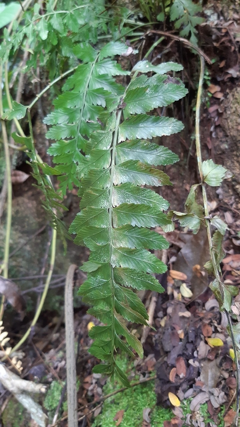 Hymenasplenium obscurum photo 3