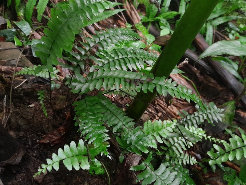 Hymenasplenium obscurum photo 4