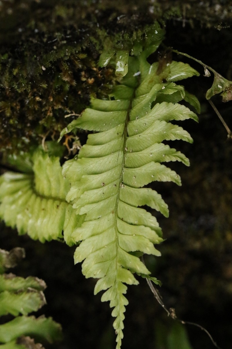 Hymenasplenium obscurum photo 5