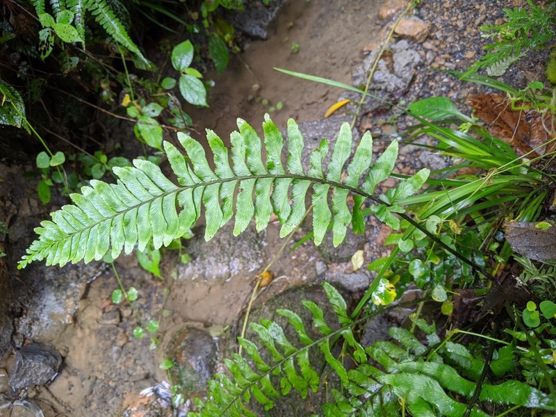 Hymenasplenium obscurum photo 6
