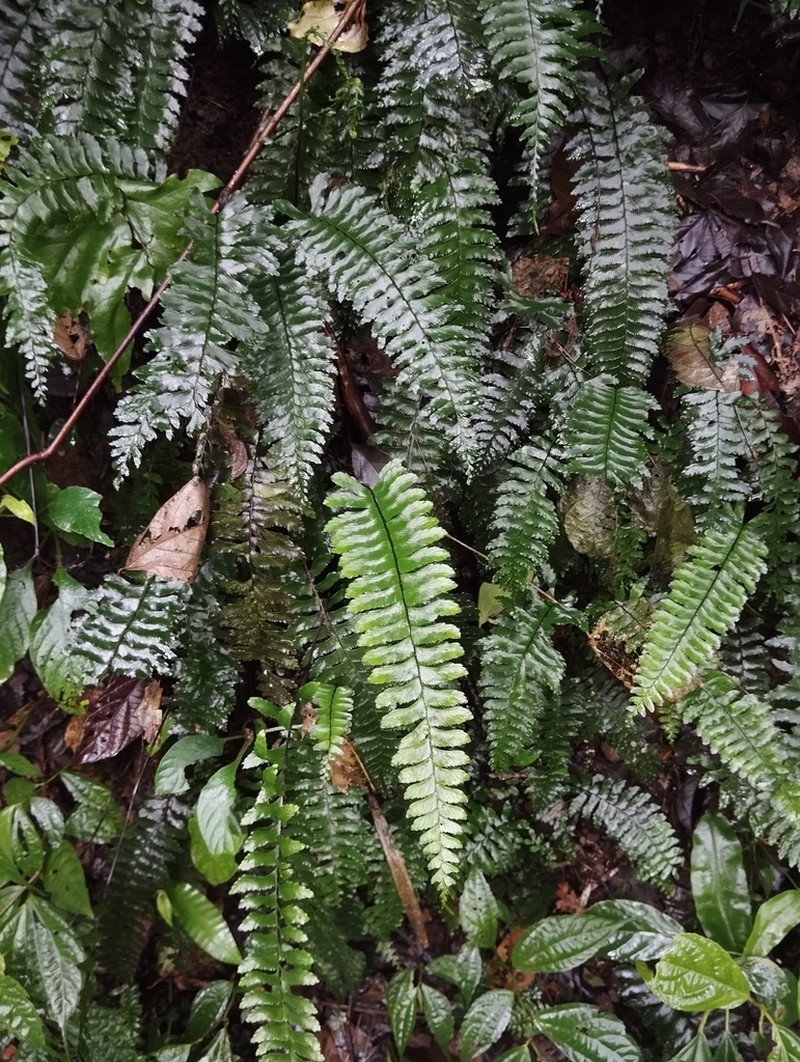 Hymenasplenium obscurum photo 7