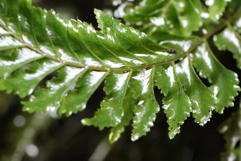 Hymenasplenium obscurum photo 8
