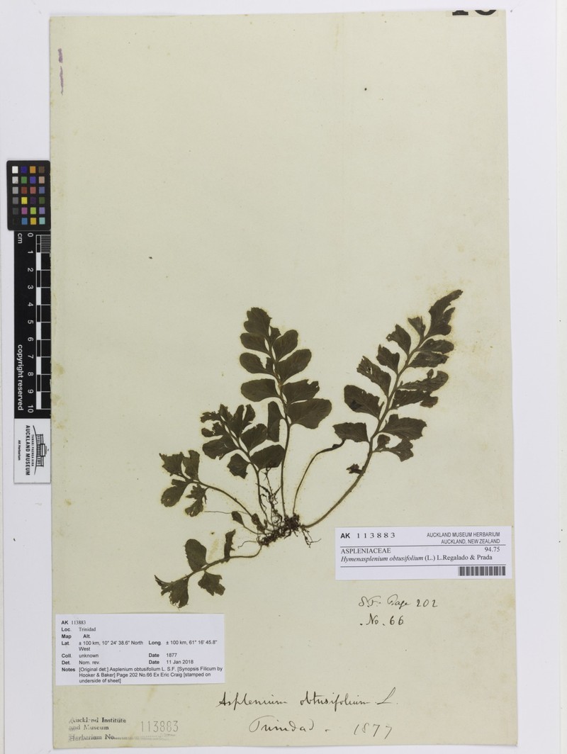 Bluntleaf Spleenwort