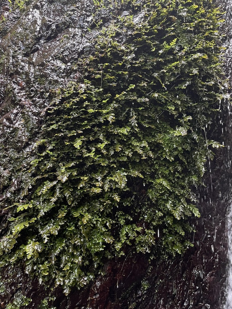 Bluntleaf Spleenwort