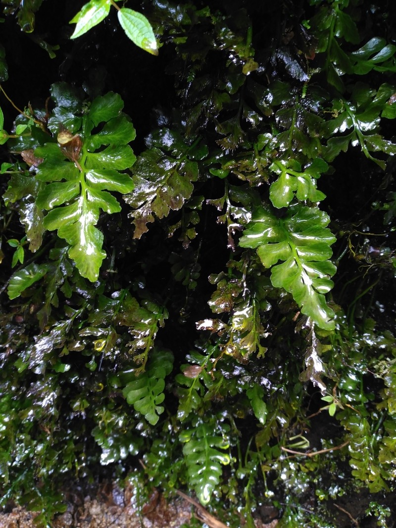 Bluntleaf Spleenwort photo 2
