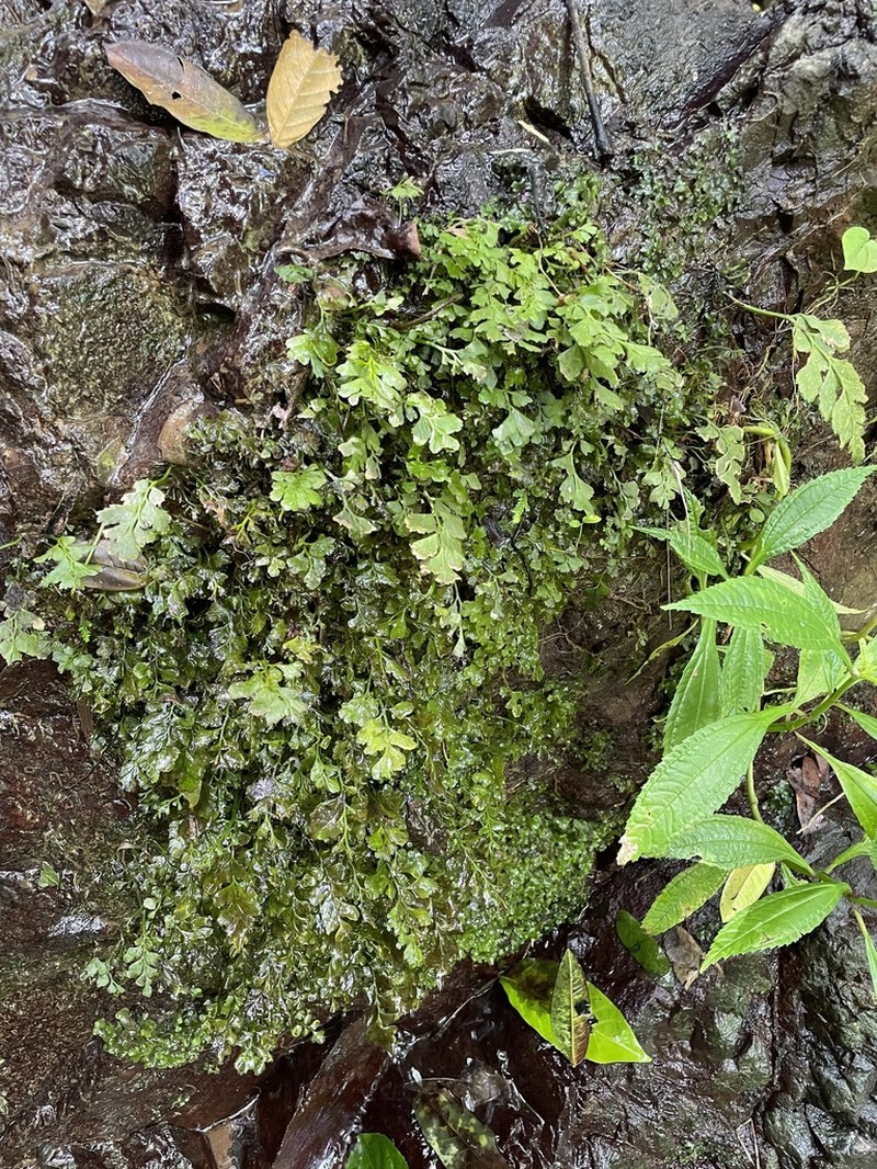 Bluntleaf Spleenwort photo 3