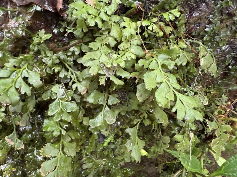 Bluntleaf Spleenwort photo 6