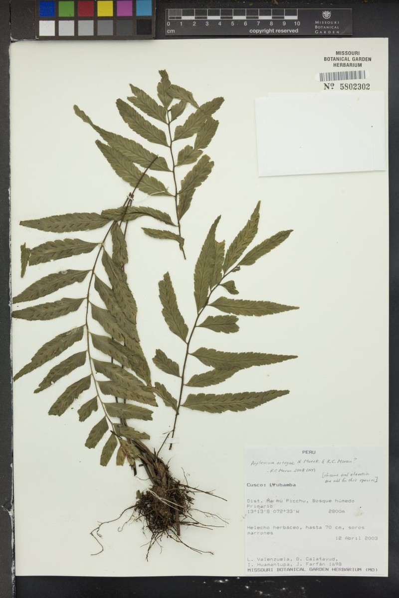 Hymenasplenium ortegae