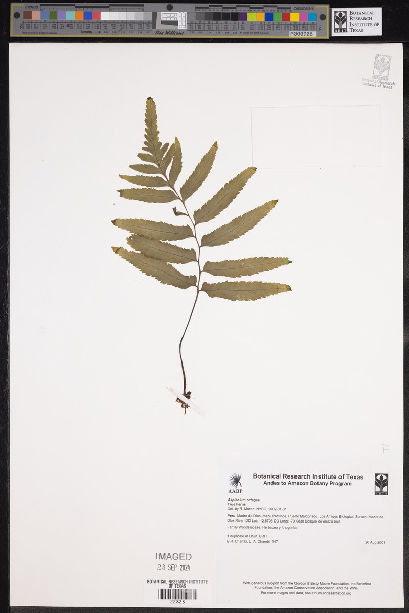 Hymenasplenium ortegae photo 2